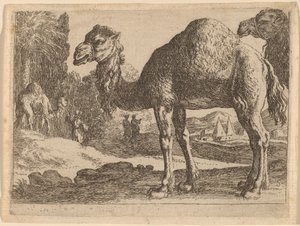 Kamelen door Herman van Swanevelt