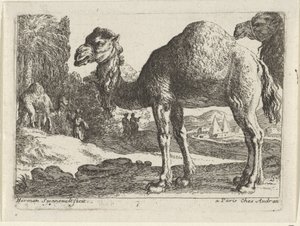 Kamelen Landschappen met dieren (serie titel)