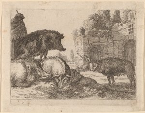 Varkens