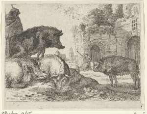 Varkens
