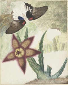 Twee vlinders en een vijfbladige geel-paarse bloem