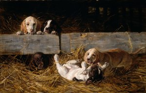 H. Biedermann-Arendts, Spelende puppy