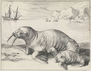 Walrus bij Spitsbergen door Hessel Gerritsz