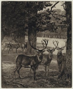 Herten in Windsor Park (gravure) door Heywood (after) Hardy