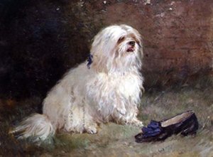 Een Maltese Terrier