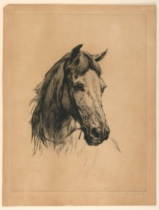 Hoofd van een paard