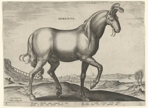 Paard uit Armenië door Hieronymus Wierix