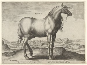 Paard uit Griekenland (Achivus) (Paardenrassen uit de Koninklijke stallen van Don Juan van Oostenrijk) door Hieronymus Wierix