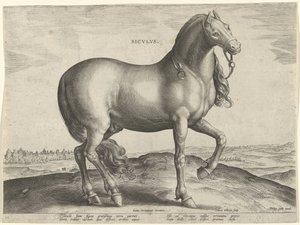 Paard uit Sicilië (Siculus) door Hieronymus Wierix