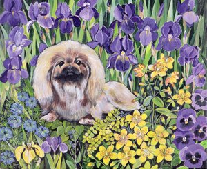 Peke in het Bloembed
