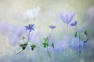  door Hilda van der Lee