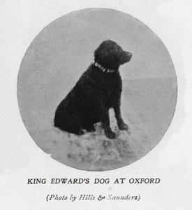 De hond van koning Edward VII aan de Universiteit van Oxford