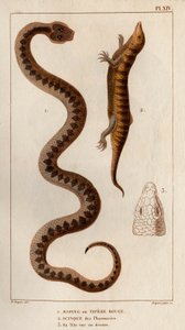 Aesping of Rode Adder, Skink uit apotheken, zijn hoofd gezien van boven. Fauna des Mdecins ou histoire des animaux et de leurs produits door Hippolyte Cloquet - Deel 6 - 1825 door Hippolyte Cloquet