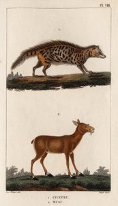Civet en Musk. 