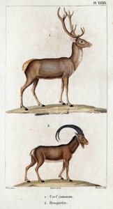 Gewone hert en steenbok. "Fauna des Medecins of geschiedenis van dieren en hun producten door Hippolyte Cloquet" - Deel 6 - 1825. door Hippolyte Cloquet