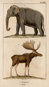 Olifant en eland. Fauna des Médecins ou histoire des animaux et de leurs producten door Hippolyte Cloquet - Volume 6 - 1825. door Hippolyte Cloquet