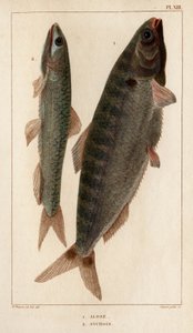 Shad en ansjovis. Fauna des Médecins ou histoire des animaux et de leurs producten door Hippolyte Cloquet - Volume 6 - 1825. door Hippolyte Cloquet