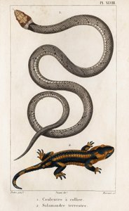 De gekraagde slang, landsalamander. 