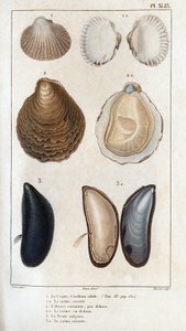 De schelp, dezelfde open, de gewone oester, dezelfde open, de vulgaire mal, dezelfde open. Fauna van artsen of geschiedenis van dieren en hun producten door Hippolyte Cloquet