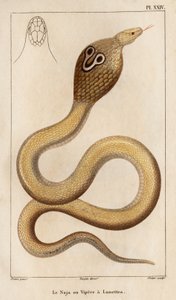 De Naja of brilslang door Hippolyte Cloquet