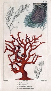 De Rode Koraal, zijn Polypiers, de Coralline officinale, een van de grove takken. in "Fauna van de Docks of Geschiedenis van Dieren en Hun Producten door Hippolyte Cloquet" - Deel 6 - 1825.