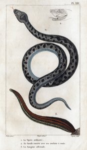 De gewone adder, zijn mond open met zijn giftanden, de officinale Sangue. Fauna des Médecins ou histoire des animaux et de leurs produits door Hippolyte Cloquet - Volume 6 - 1825. door Hippolyte Cloquet