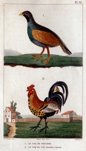 De haan van Bruyere en de haan van onze lage cursussen. Fauna des Médecins ou histoire des animaux et de leurs producten door Hippolyte Cloquet - Volume 6 - 1825.