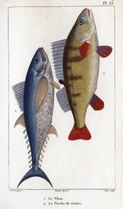 Tonijn en rivierbaars. 