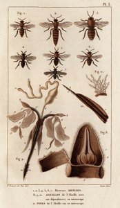 Verschillende bijen. "Fauna des Medecins of geschiedenis van dieren en hun producten door Hippolyte Cloquet" - Deel 6 - 1825.