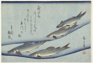 Forel