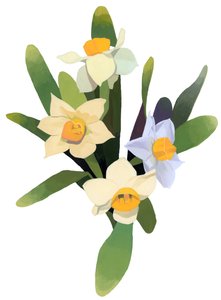Narcissus