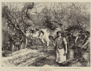 Oogsttijd in een Podere of Kleine Boerderij bij Monte Fiano, nabij Florence
