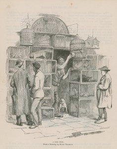 Een Vogelwinkel door Hugh Thomson
