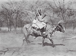 Afrika: Aulad Hamid os-rijder door Hugo Adolf Bernatzik