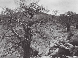 Afrika: Baobabboom, Dar Nuba door Hugo Adolf Bernatzik