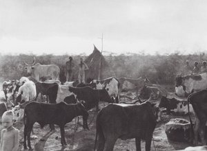 Afrika: Veekraal aan de oever van de Bahr el Zeraf door Hugo Adolf Bernatzik