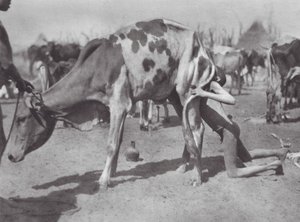 Afrika: Noordelijke Dinka blaast een koe