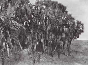 Afrika: Nuer-jagers in een palmbos door Hugo Adolf Bernatzik