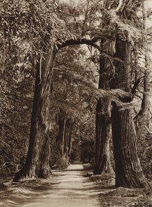 Mexico: Hoofdstad Mejico, Chapultepec Park, Alameda de los Filosofos (z/w foto) door Hugo Brehme