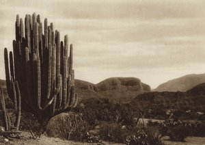 Mexico: Cuicatian, "Cereus candelabrum" (z/w foto)