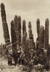 Mexico: Guaymas, "Cereus Pringlei", Estado Sonora (zwart-wit foto)