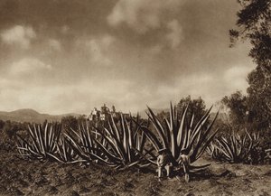 Mexico: De omgeving van Tepepam met agaveveld (z/w foto) door Hugo Brehme