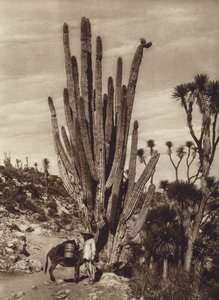 Mexico: Salinas de Tehuacan met "Pilocereus Tetezo" (zwart-wit foto) door Hugo Brehme