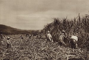 Mexico: Tamasopo, suikerrietoogst (z/w foto) door Hugo Brehme