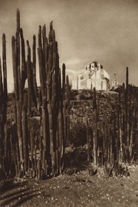 Mexico: Zapottlan, "Cereus bavosus" (z/w foto) door Hugo Brehme