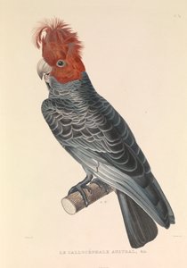 De Australische Callicéphale door Hyacinthe Yves Philippe (1781 1846) Potentien