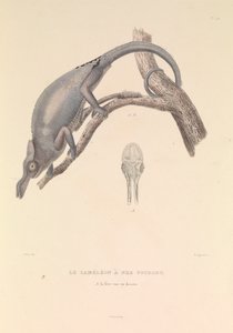 De vorkneus kameleon door Hyacinthe Yves Philippe (1781 1846) Potentien