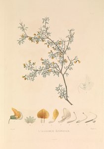 De Adesmie Épineuse