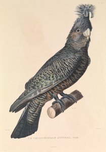 De Australische Callicéphale door Hyacinthe Yves Philippe (1781 1846) Potentien