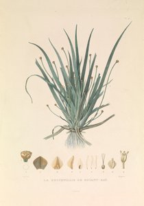 De Busseuillie van Botany Bay door Hyacinthe Yves Philippe (1781 1846) Potentien